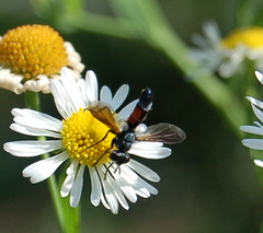 Cylindromyia interrupta