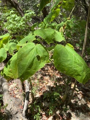 Catalpa bignonioides