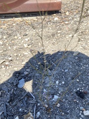 Epilobium brachycarpum