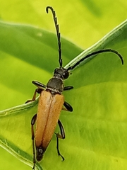 Stictoleptura rubra