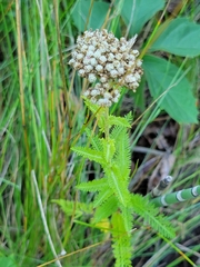 Achillea millefolium borealis