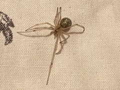 Enoplognatha ovata