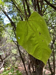 Catalpa bignonioides