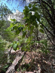 Catalpa bignonioides