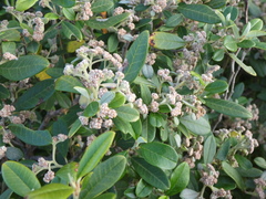 Spyridium globulosum