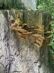 Fuscoporia