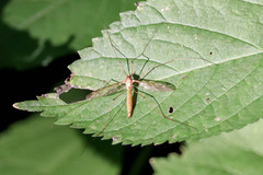 Tipulinae