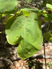 Catalpa bignonioides