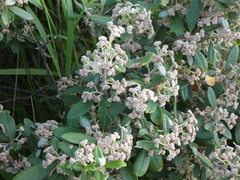 Spyridium globulosum