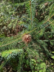 Picea sitchensis