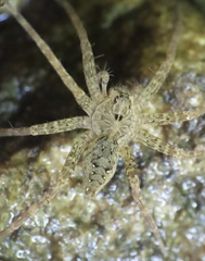 Dolomedes vittatus