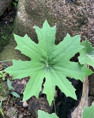 Psacalium peltatum