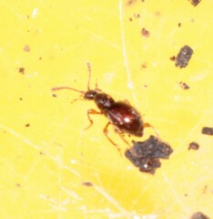 Scydmaeninae