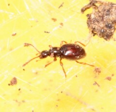 Scydmaeninae