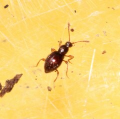 Scydmaeninae
