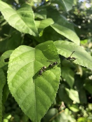 Polybia occidentalis