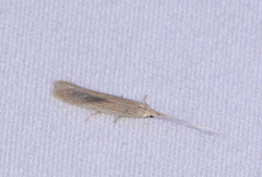 Coleophoridae