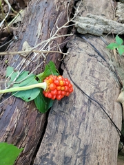 Arisaema