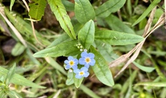 Myosotis scorpioides