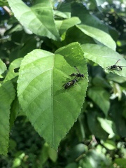 Polybia occidentalis