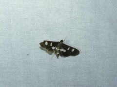 Desmia funeralis