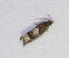 Eucosma parmatana