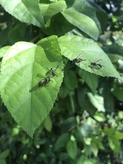 Polybia occidentalis