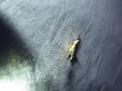 Desmia funeralis