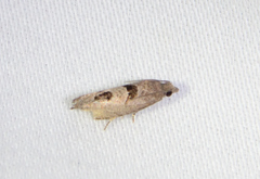 Eucosma tomonana