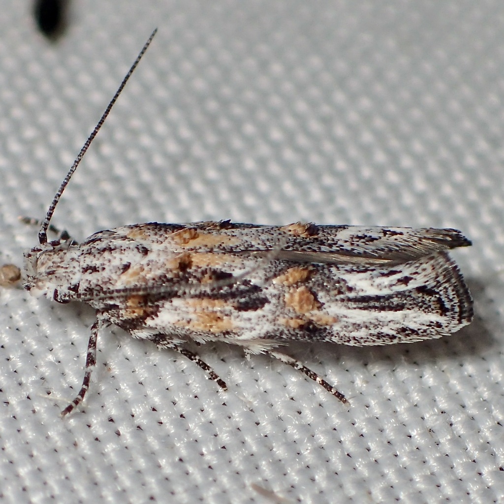 Friseria caieta