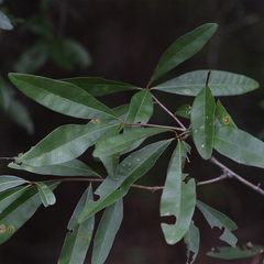 Quercus laurifolia