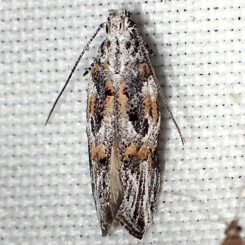 Friseria caieta photo 2