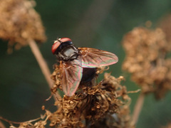 Phasia obesa
