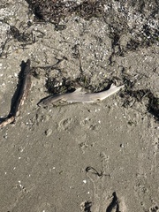Mustelus henlei