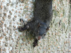 Sciurus