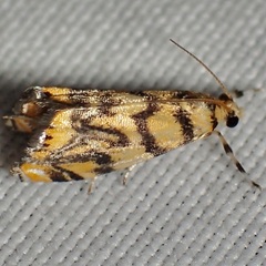 Diptychophora harlequinalis