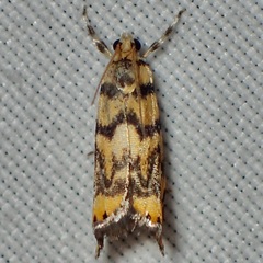 Diptychophora harlequinalis