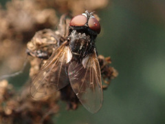 Phasia obesa