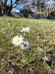 Allittia cardiocarpa