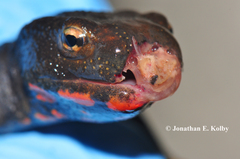 Paramesotriton hongkongensis