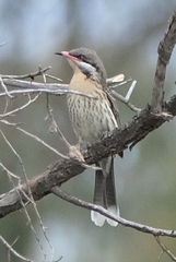 Acanthagenys rufogularis