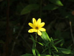 Coreopsis