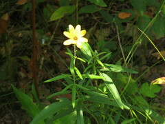 Coreopsis