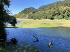 Azolla