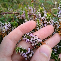 Erica vagans