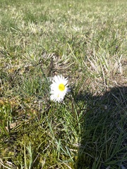 Allittia cardiocarpa