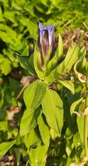 Gentiana septemfida
