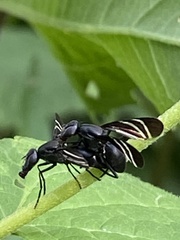 Tritoxa flexa