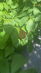 Aesculus parviflora