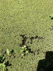 Azolla